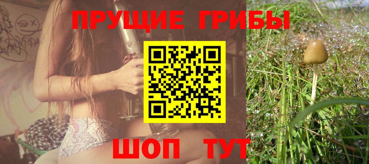 Псилоцибиновые грибы Psilocybe Петровск